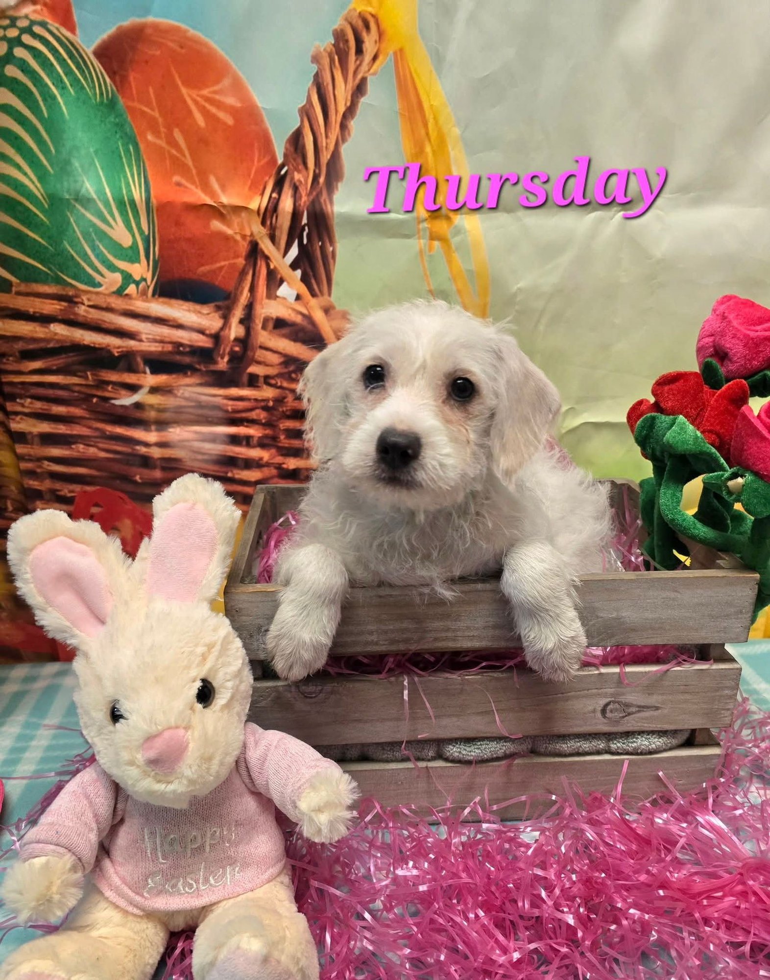 THURSDAY - Terrier / Lhasa Apso available for adoption