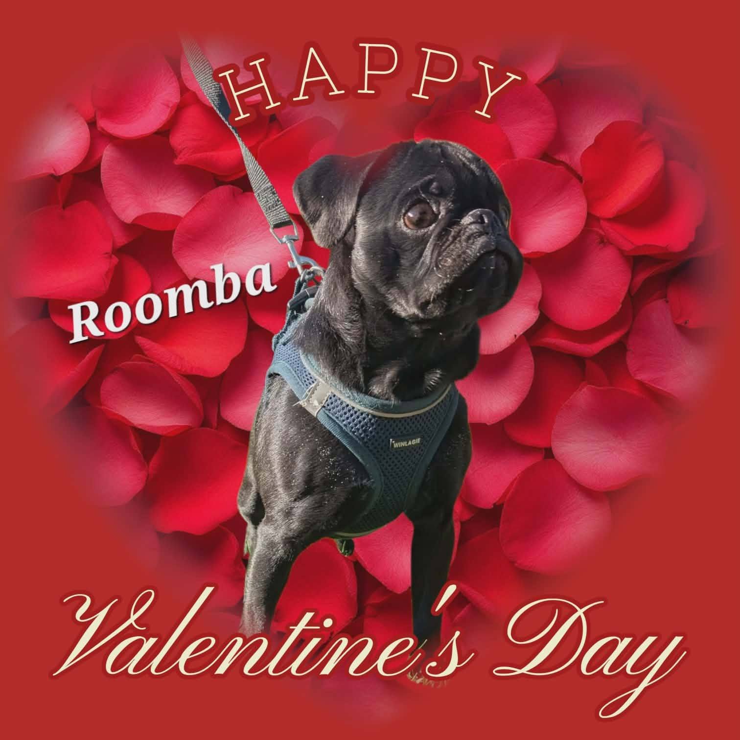 ROOMBA - Pug available for adoption