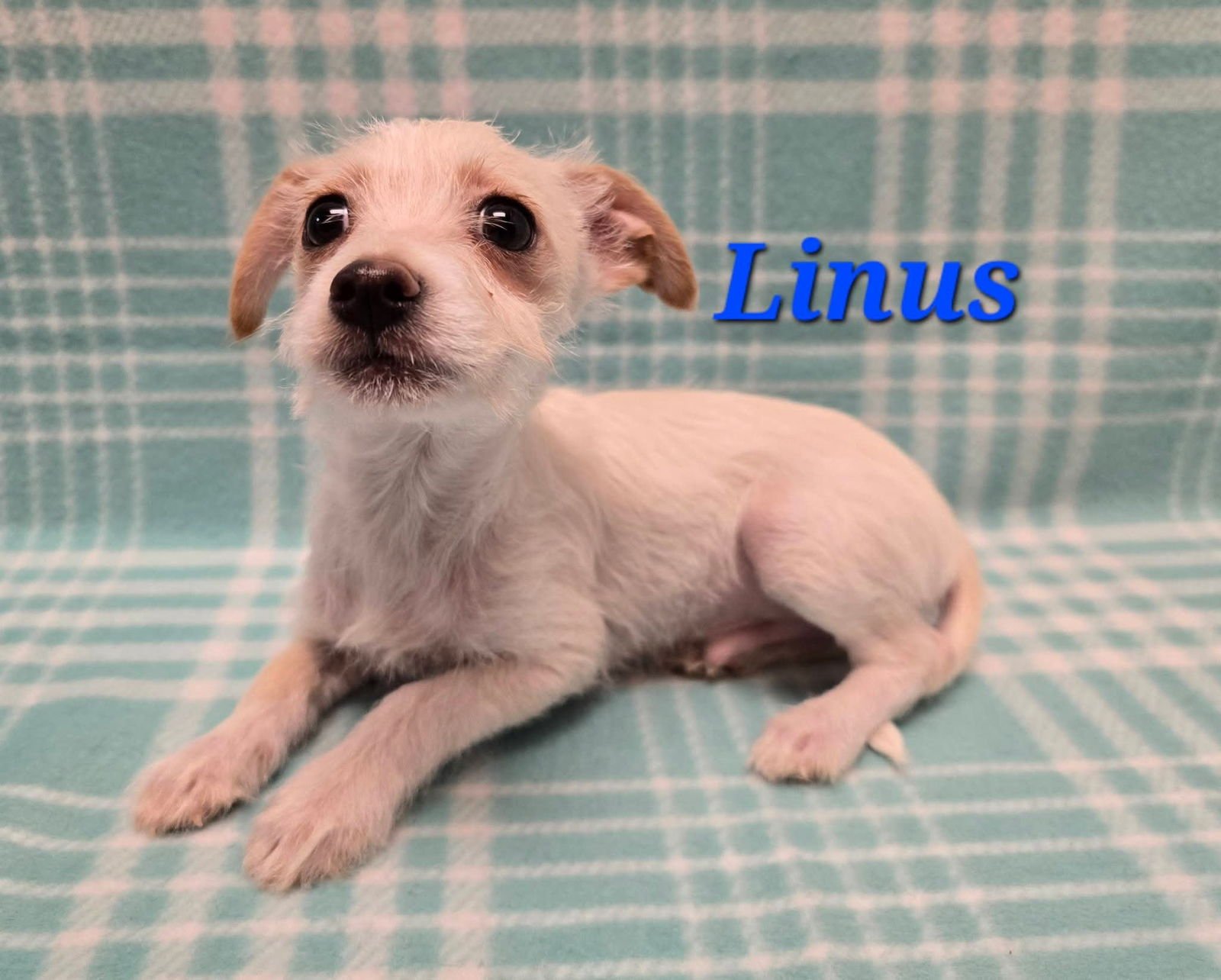 LINUS - Terrier / Chihuahua available for adoption