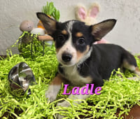 Ladle - Photo 1