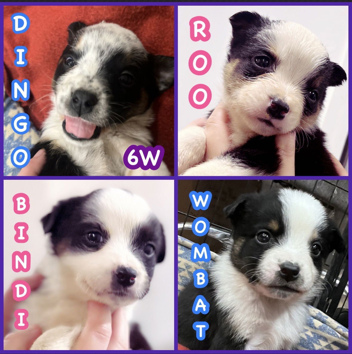 ROO GIRL - Australian Shepherd available for adoption