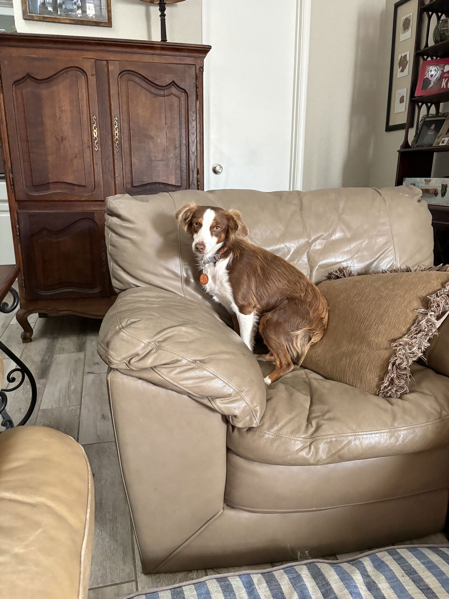 SCARLETT - Australian Shepherd available for adoption