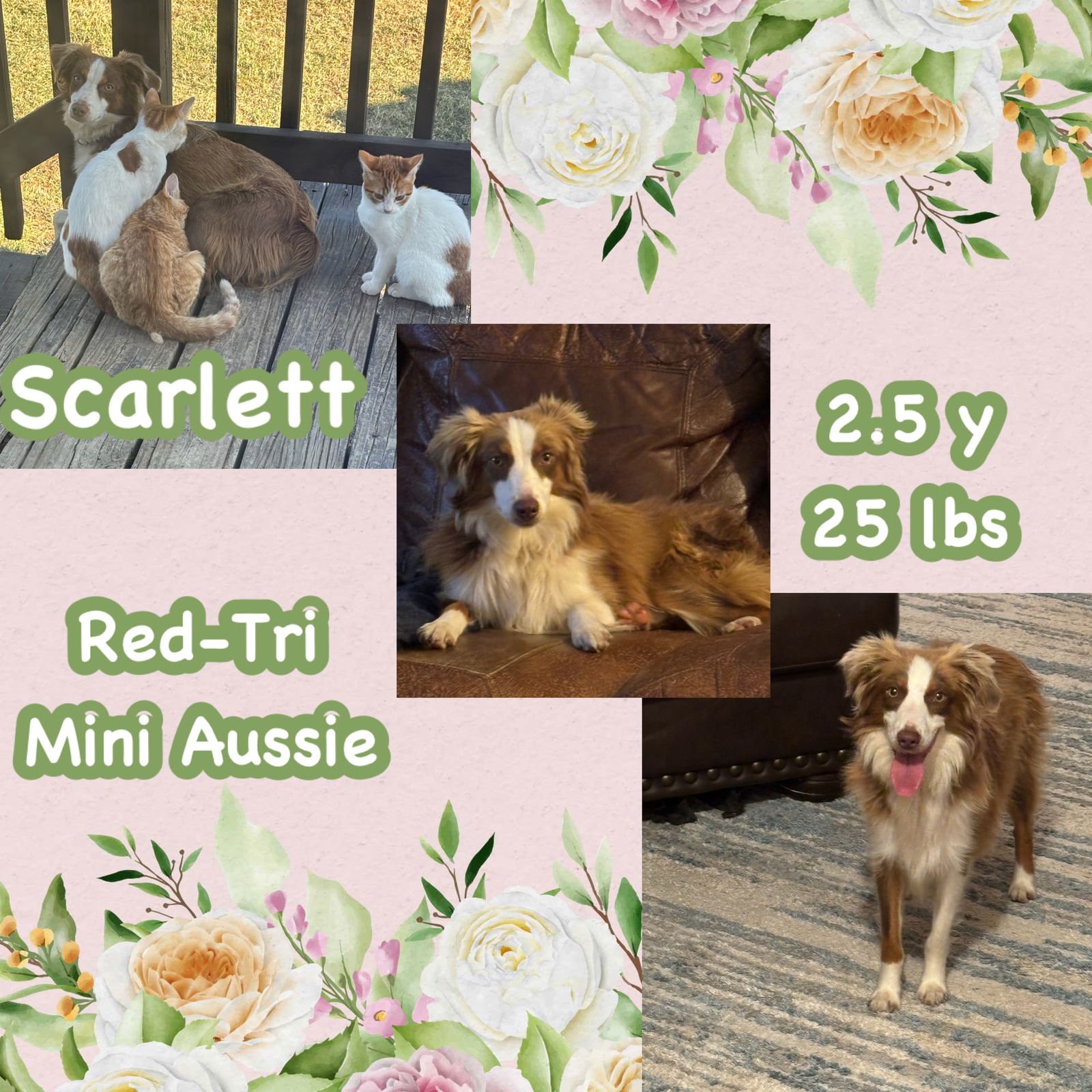 SCARLETT - Australian Shepherd available for adoption