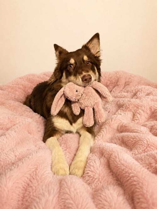 JULIE - Australian Shepherd / Collie available for adoption