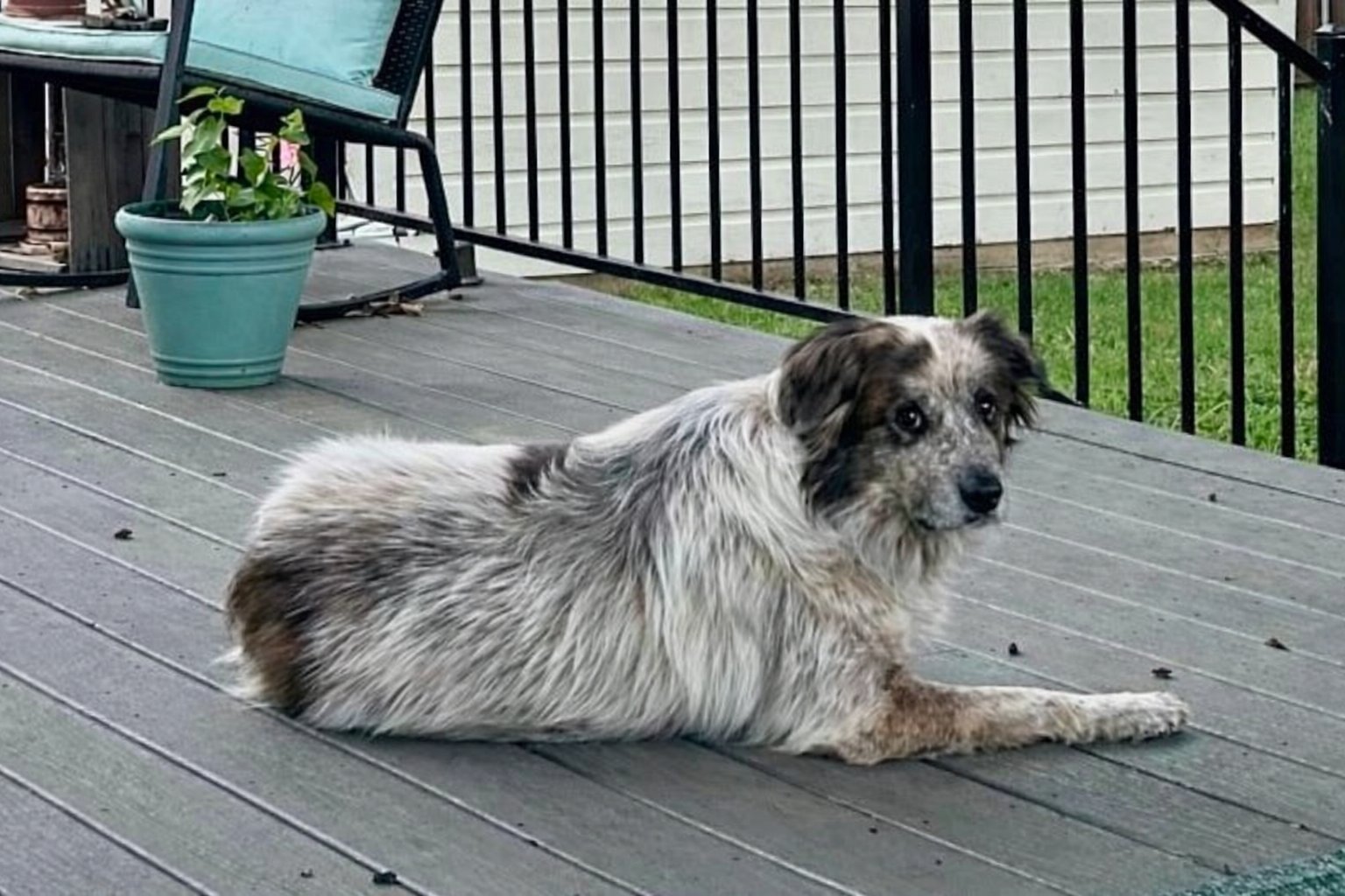 PIPPA - Australian Shepherd available for adoption