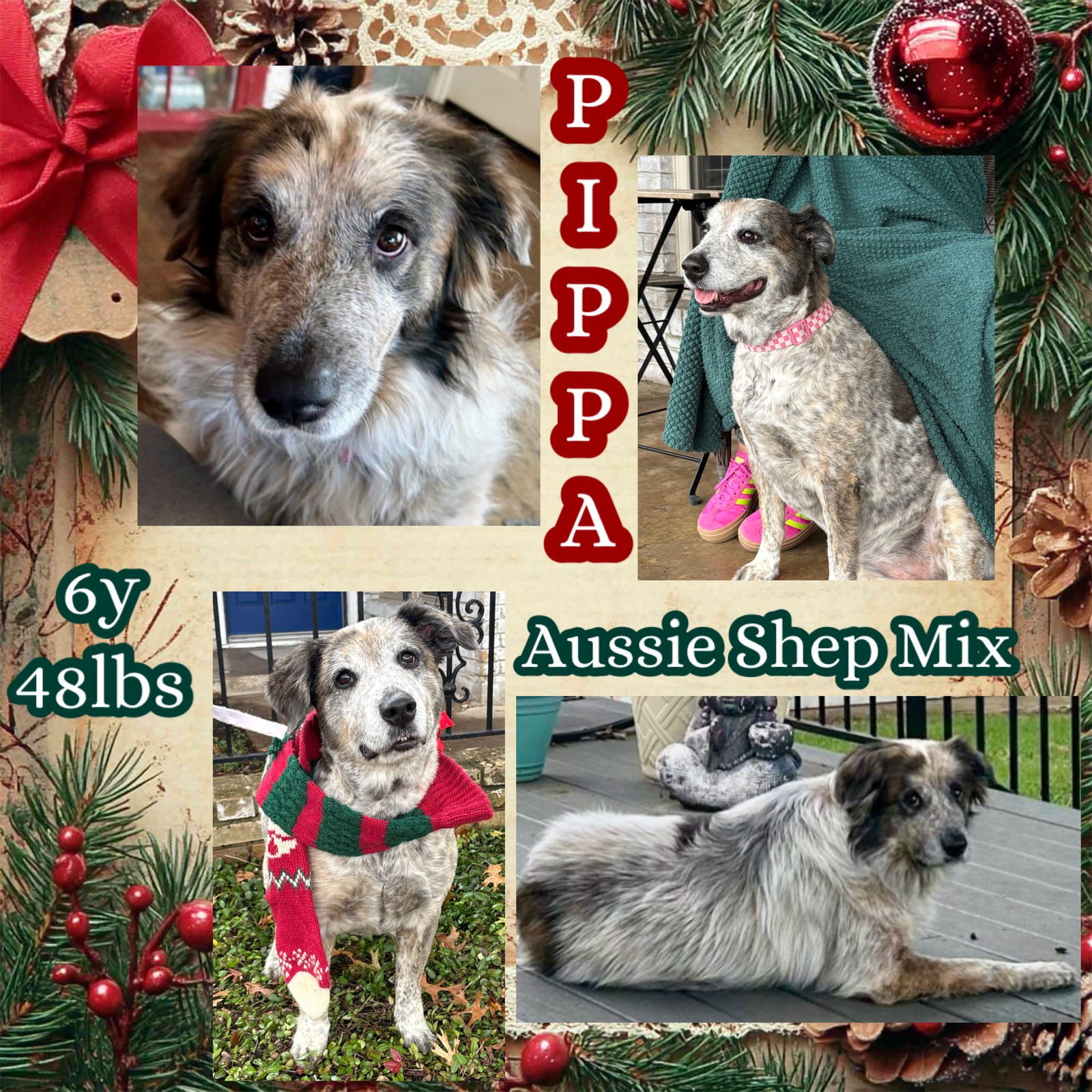 PIPPA - Australian Shepherd available for adoption