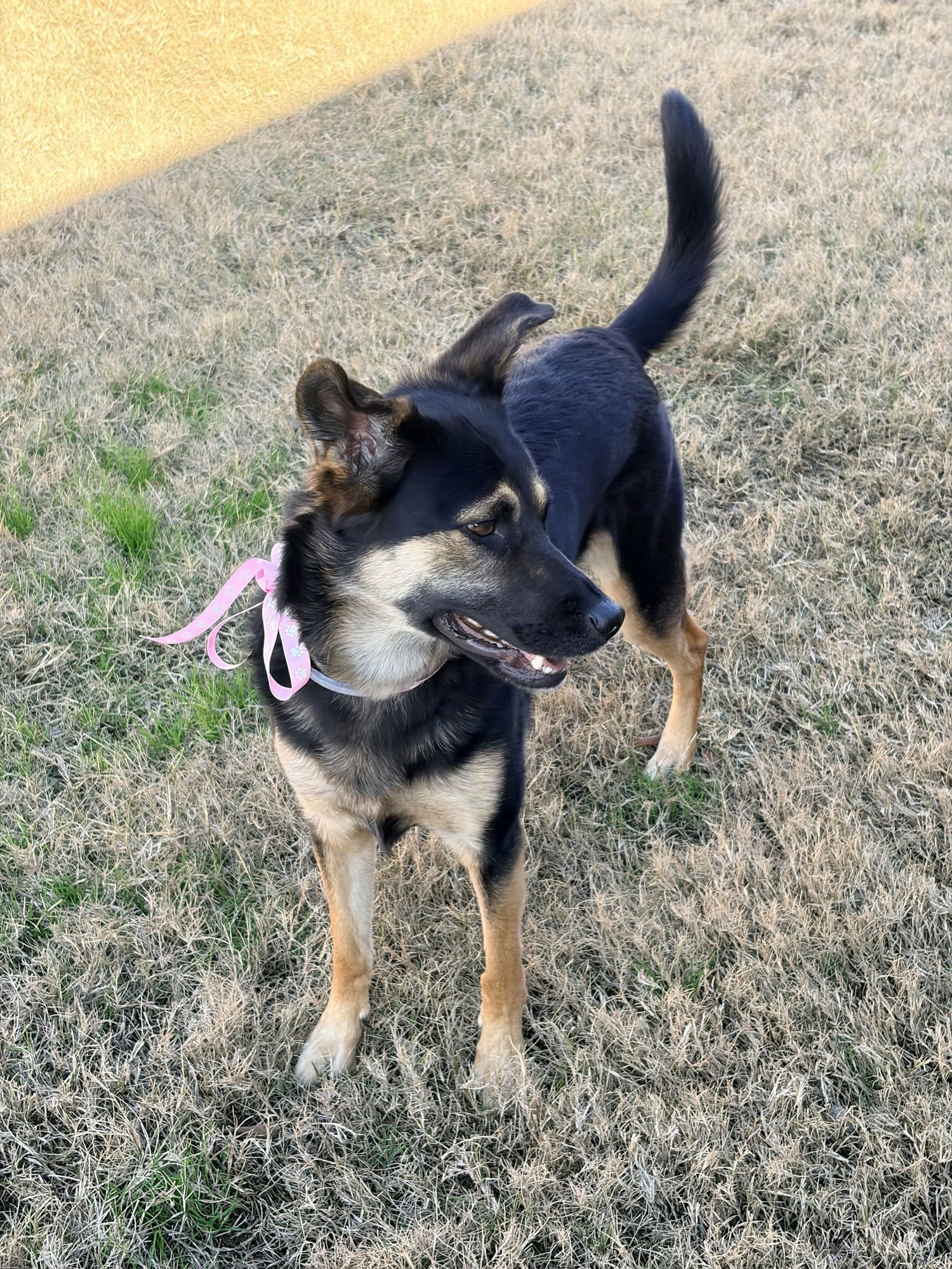 BELLA BEAR - Australian Shepherd / Shepherd available for adoption