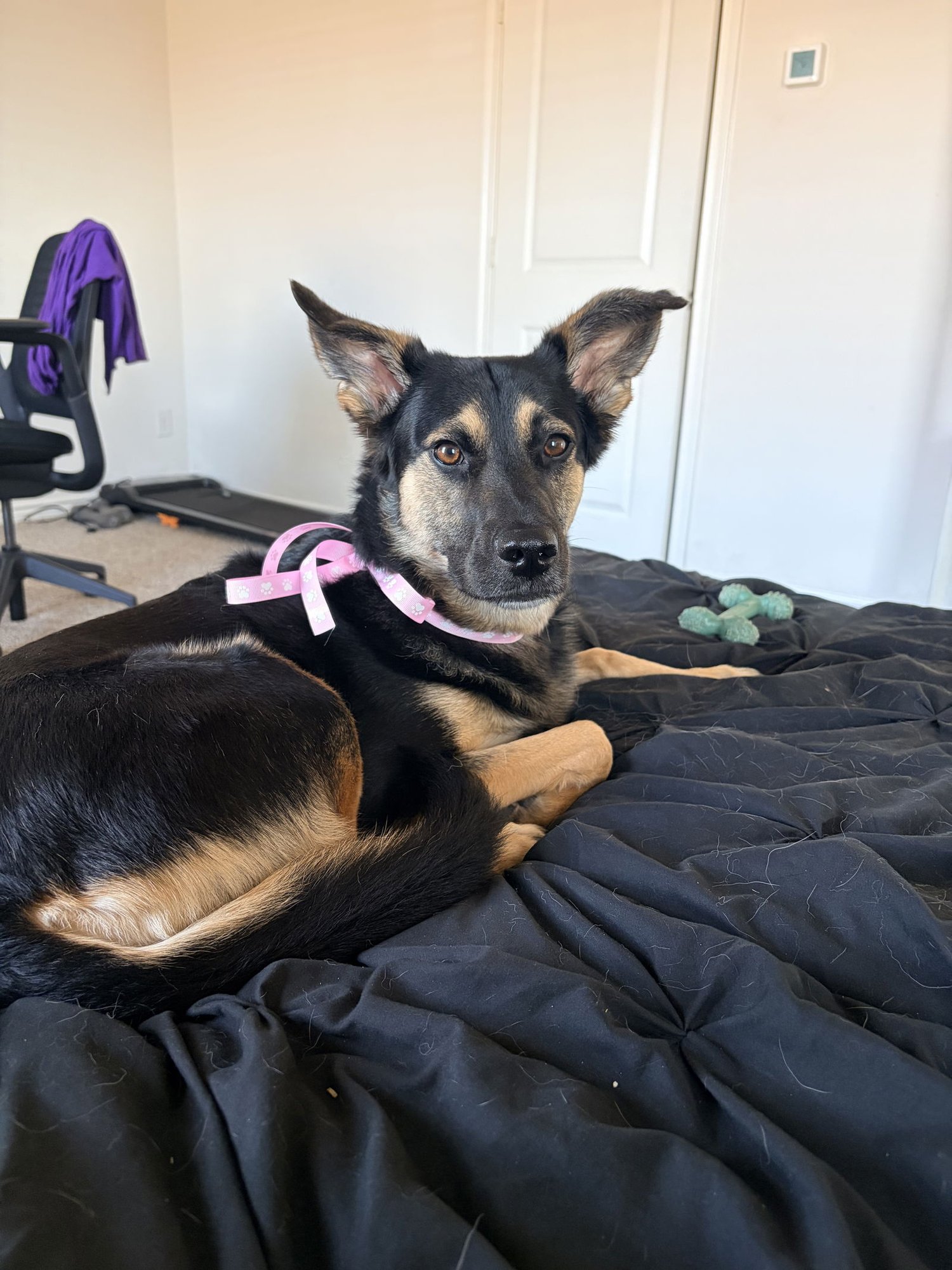 BELLA BEAR - Australian Shepherd / Shepherd available for adoption