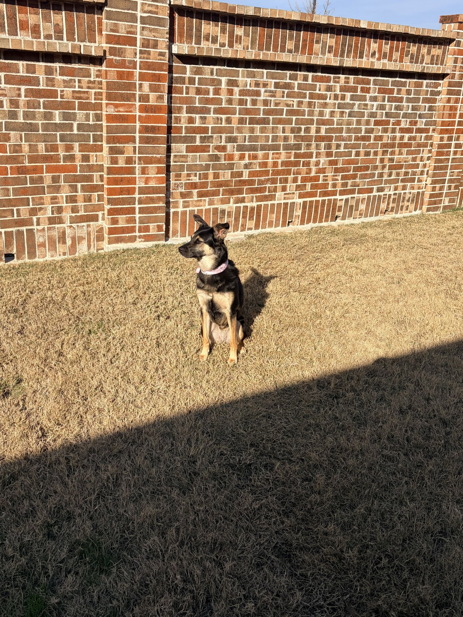 Bella Bear - Photo 3