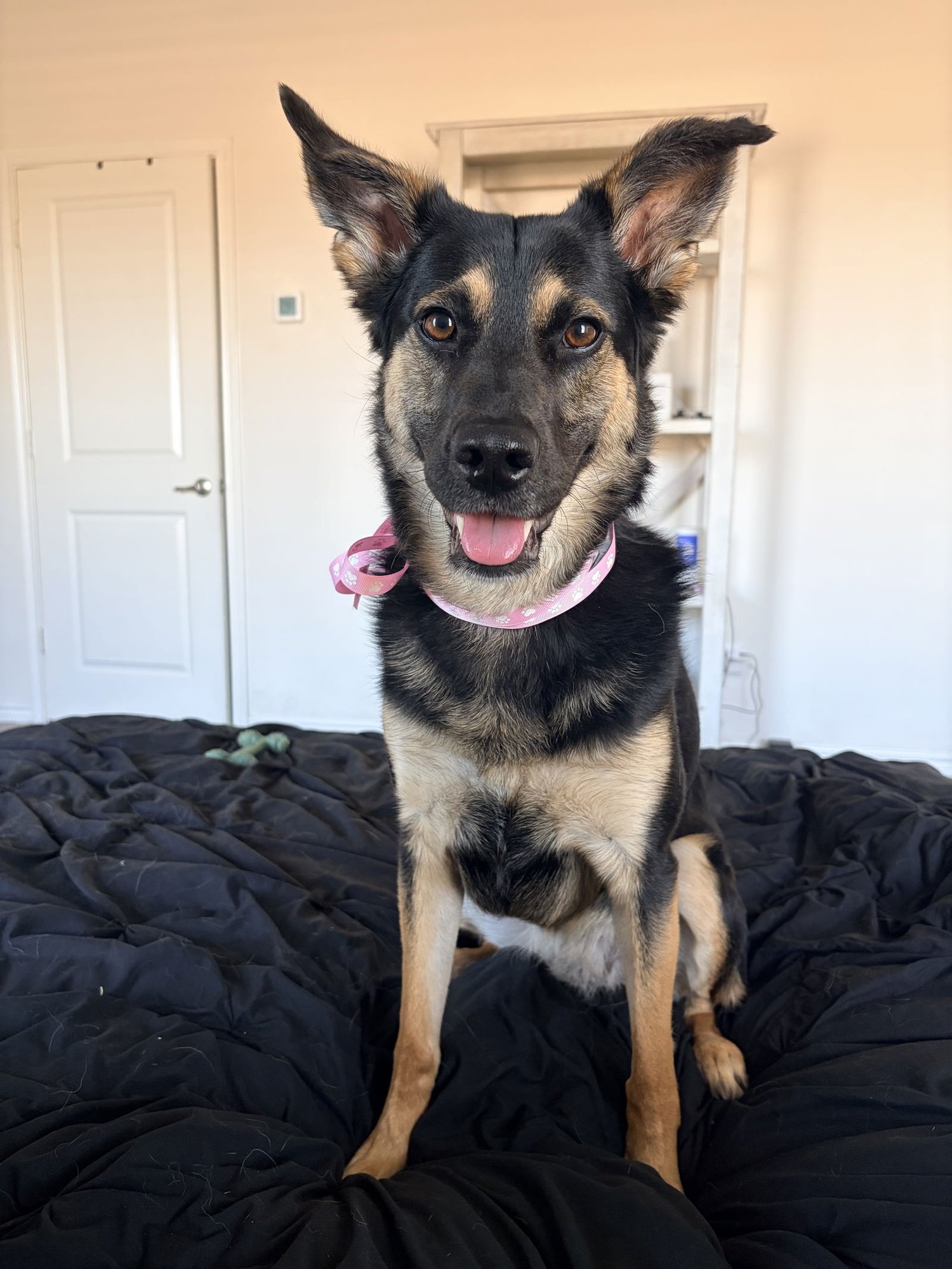 Bella Bear - Photo 4