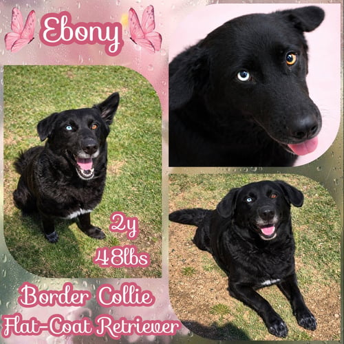 EBONY