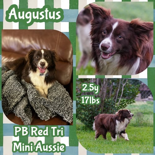 AUGUSTUS