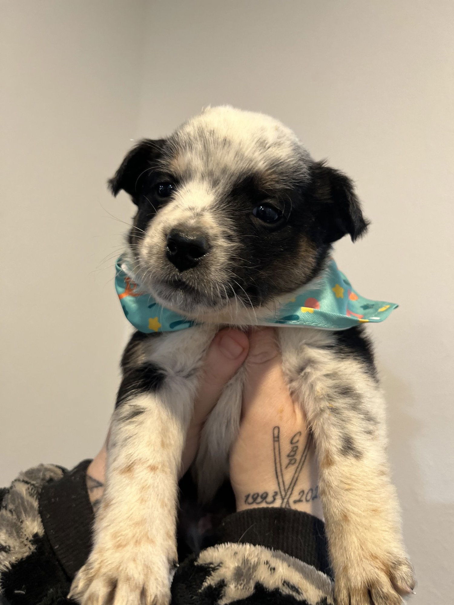 DINGO - Australian Shepherd / Border Collie available for adoption