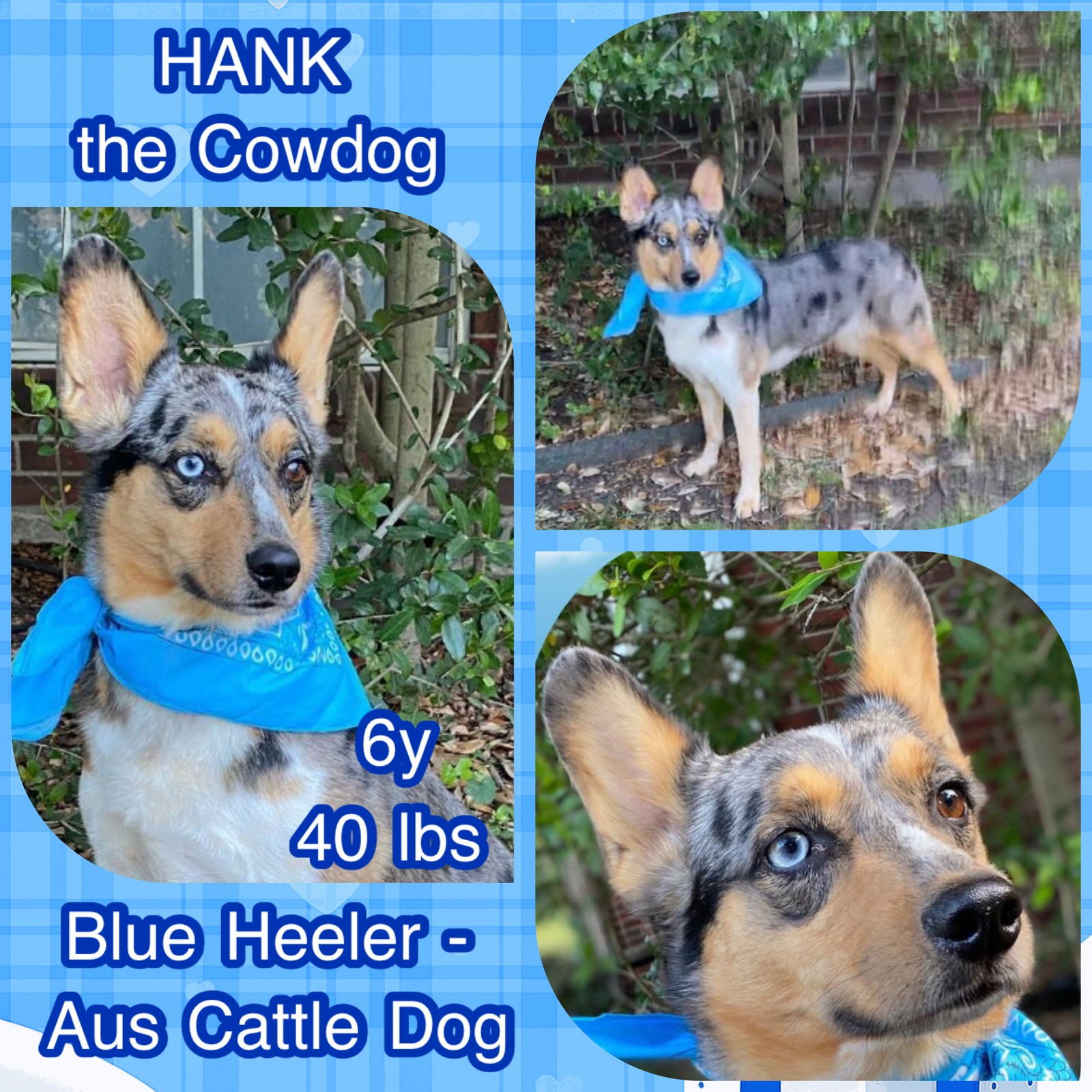 HANK THE COWDOG - Australian Shepherd / Australian Cattle Dog/Blue Heeler available for adoption