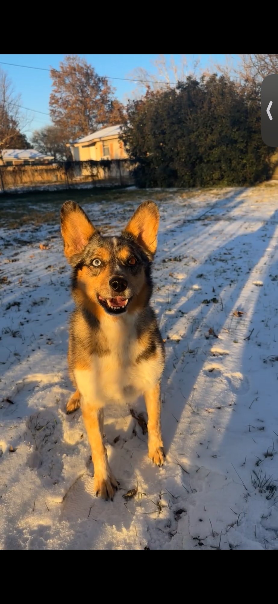 HANK THE COWDOG - Australian Shepherd / Australian Cattle Dog/Blue Heeler available for adoption