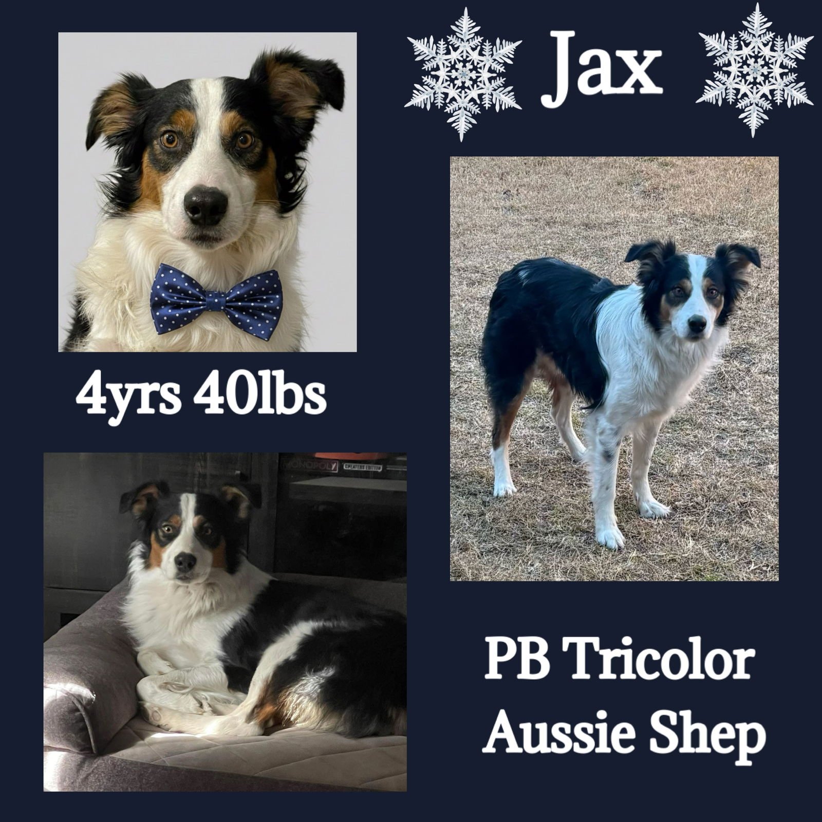 JAX - Australian Shepherd available for adoption