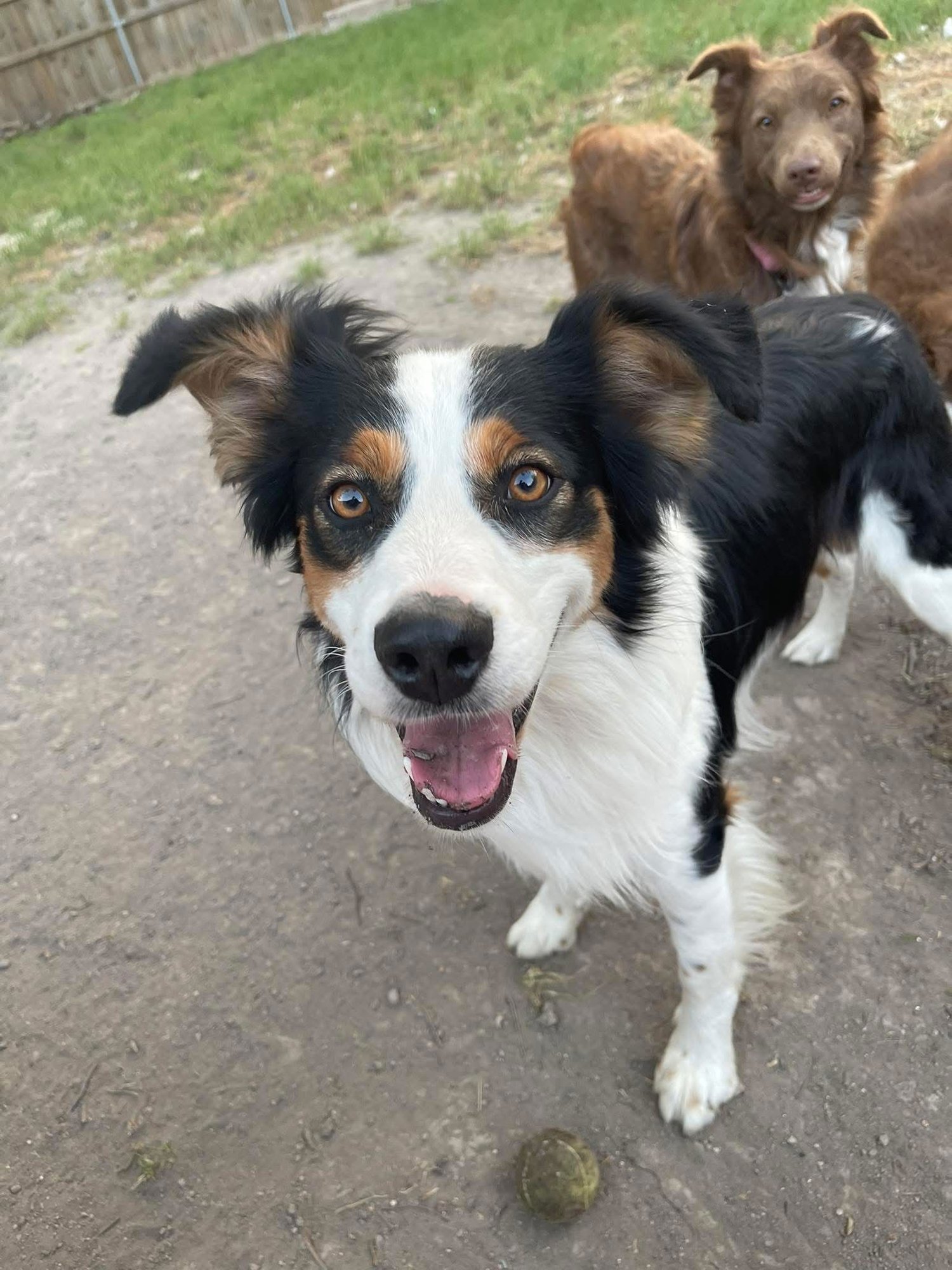JAX - Australian Shepherd available for adoption
