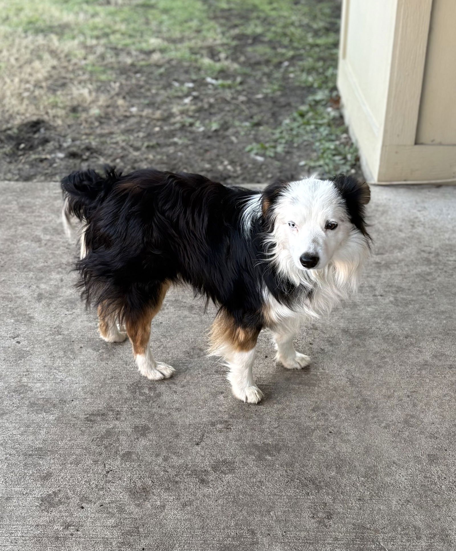 ASTRO - Australian Shepherd available for adoption