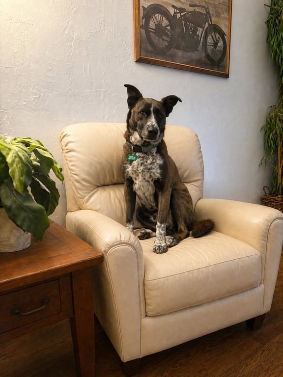 Holly Image