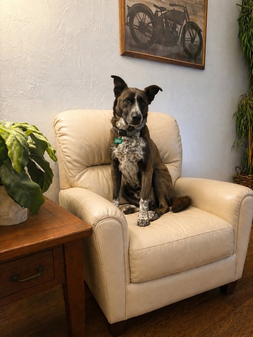 HOLLY - Great Dane / Australian Cattle Dog/Blue Heeler available for adoption