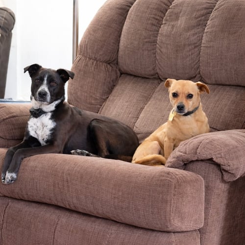 HOLLY - Great Dane / Australian Cattle Dog/Blue Heeler available for adoption