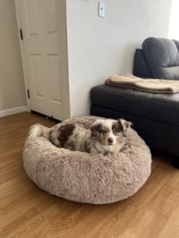 Milo - Photo 2