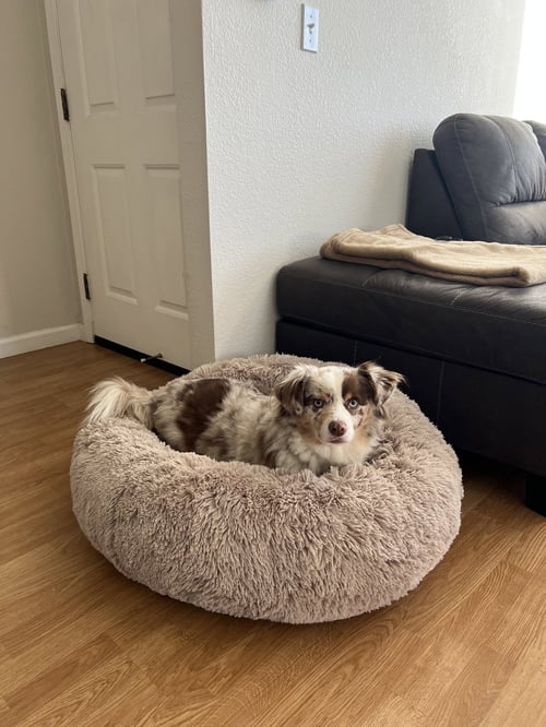 MILO - Australian Shepherd available for adoption