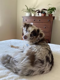Milo - Photo 3