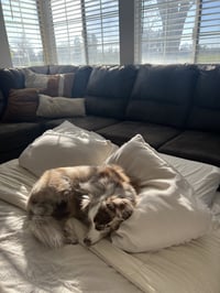 Milo - Photo 4
