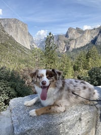Milo - Photo 5