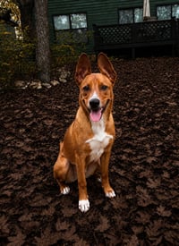 Scooby - Photo 2