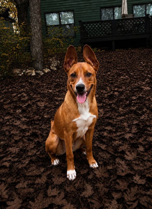 SCOOBY - Basenji available for adoption