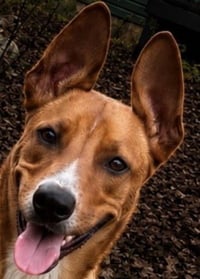Scooby - Photo 3