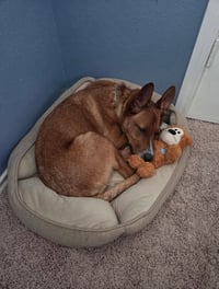 Scooby - Photo 4