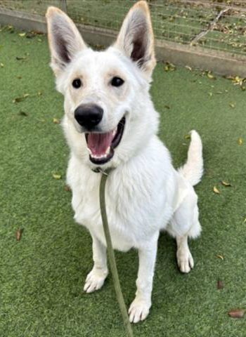 GHOST - White German Shepherd / German Shepherd Dog available for adoption