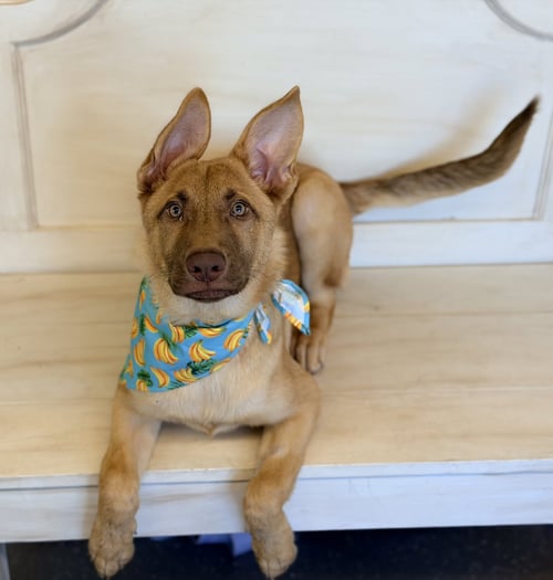 GWEN - German Shepherd Dog available for adoption