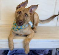 Gwen - Photo 4