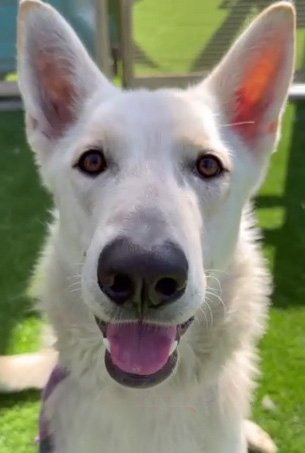 Caspar aka "Cassie" Image