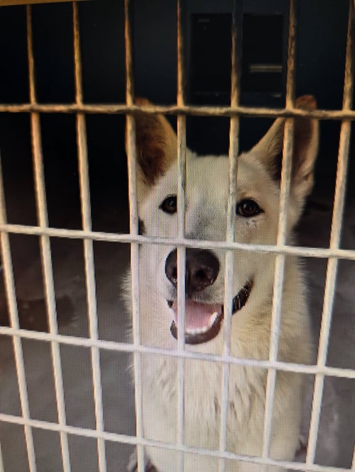 CASPAR AKA "CASSIE" - White German Shepherd / German Shepherd Dog available for adoption