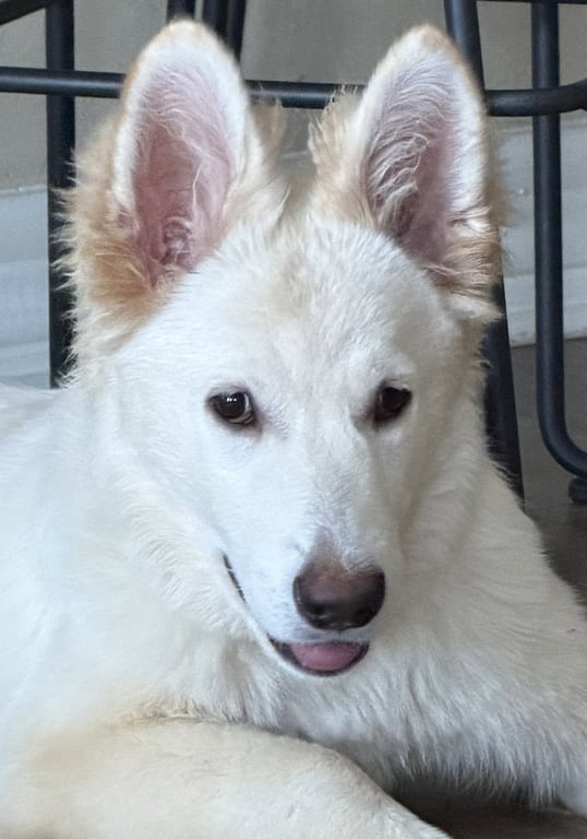 Sadie Image