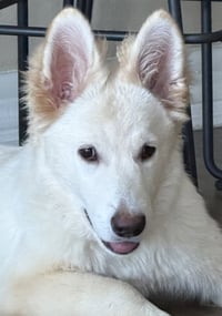Sadie - Photo 1