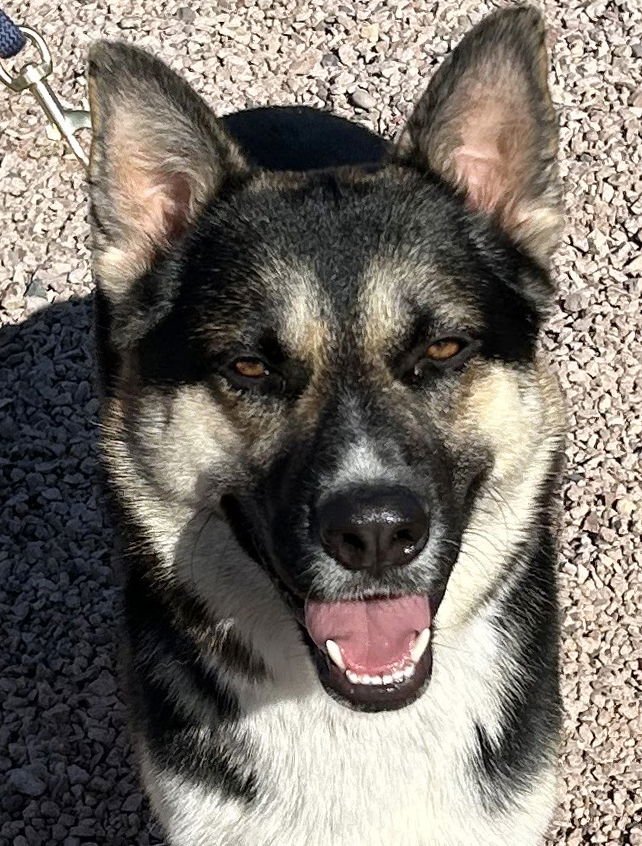 BUDDY III - German Shepherd Dog available for adoption