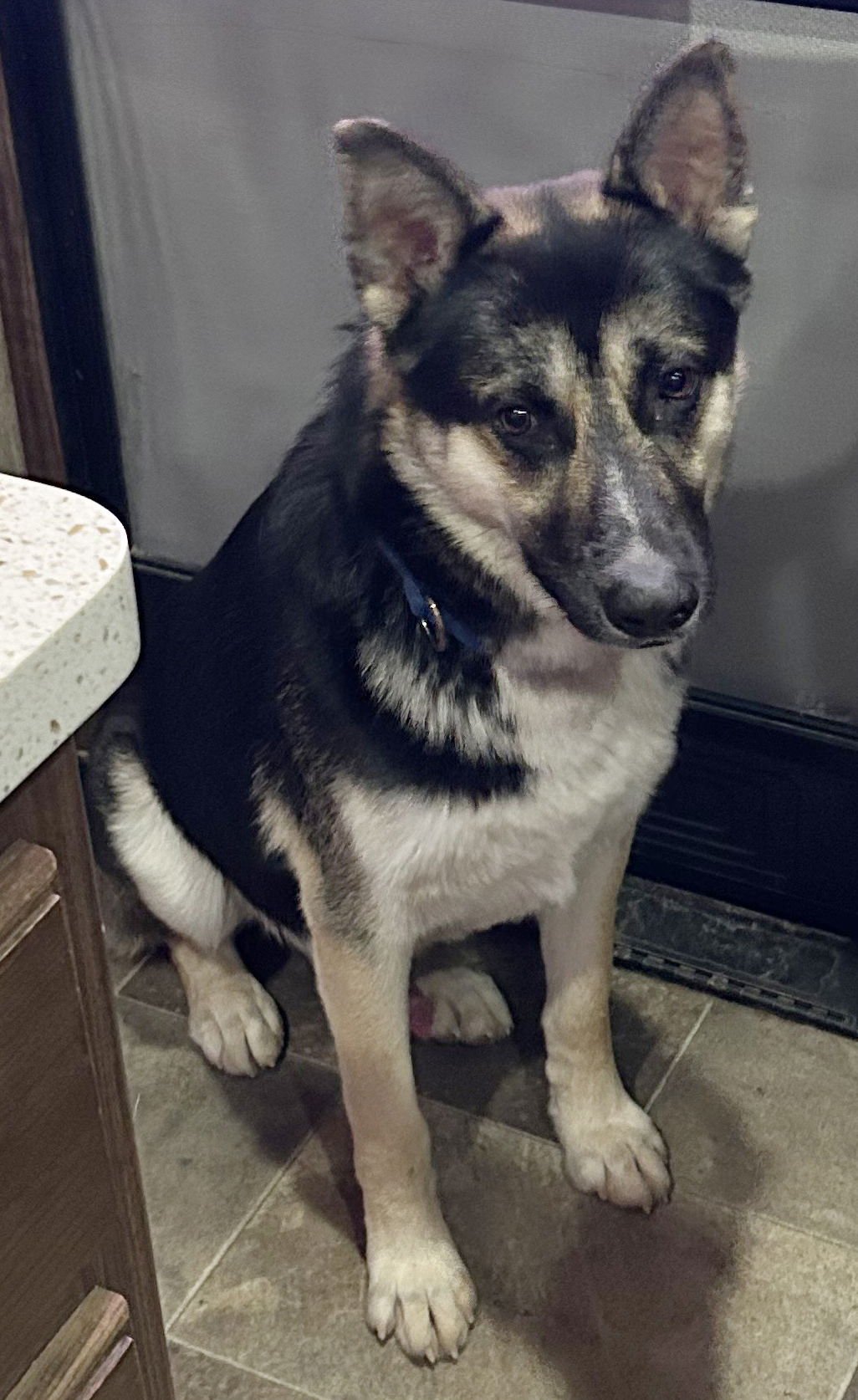 BUDDY III - German Shepherd Dog available for adoption