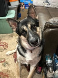 Buddy III - Photo 3