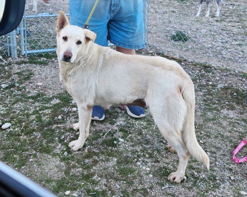 DEBBIE - White German Shepherd / German Shepherd Dog available for adoption