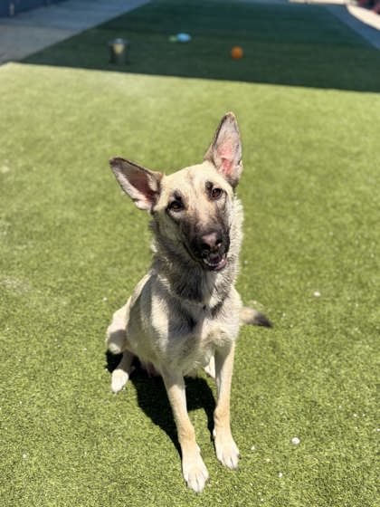 PRADA - German Shepherd Dog available for adoption