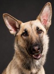 PRADA - German Shepherd Dog for adoption in Peoria