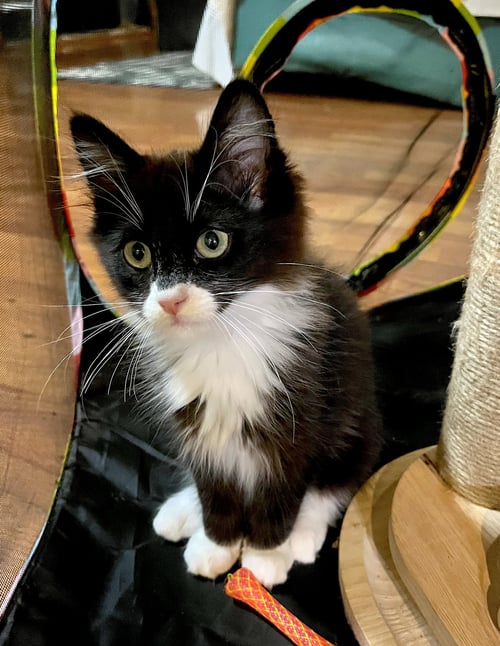 HAN SOLO - BONDED WITH CHEWBACCA - Domestic Medium Hair available for adoption