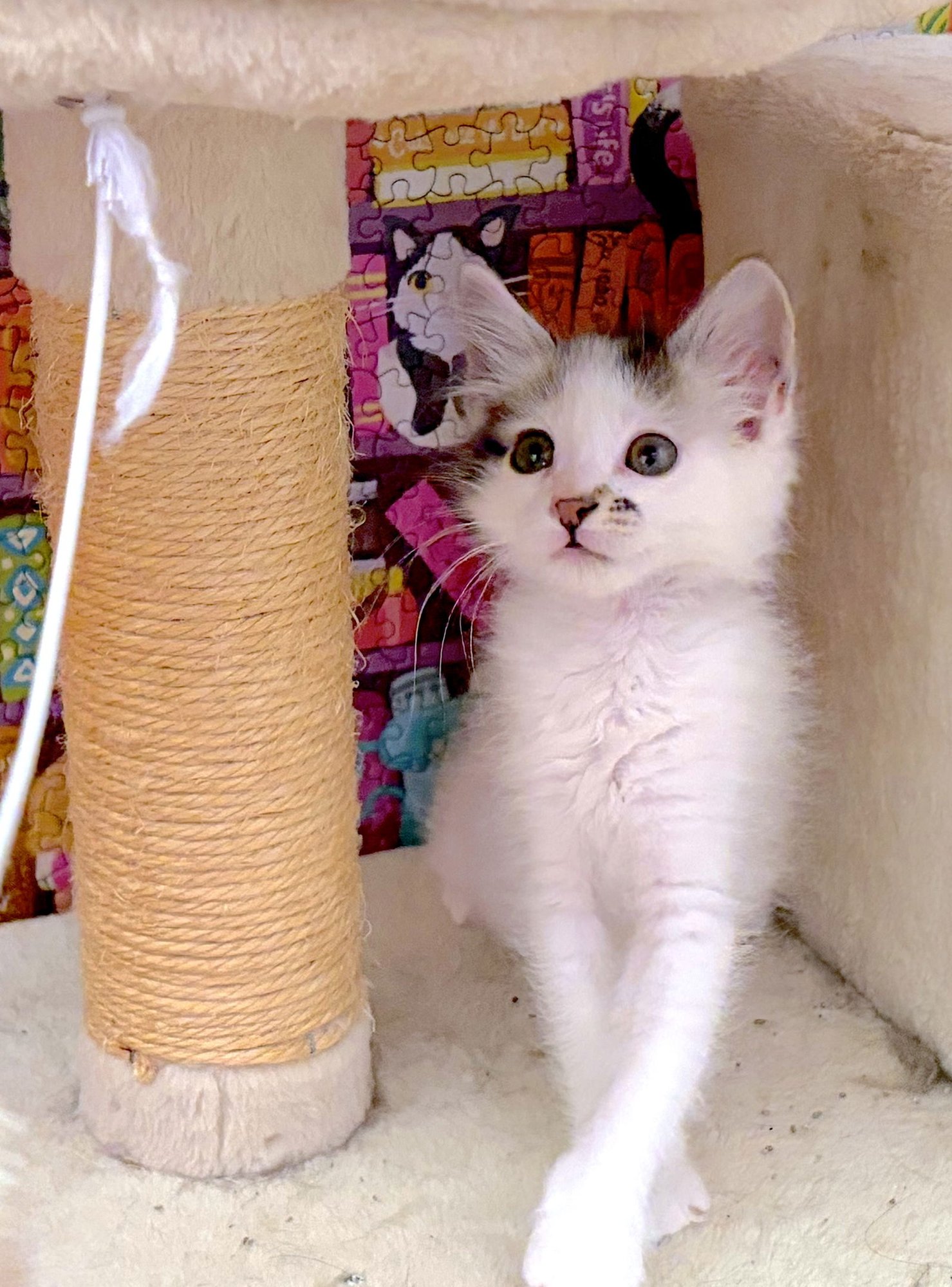 HOLLY - BONDED WITH HAWTHORNE - Domestic Medium Hair for adoption in Fremont