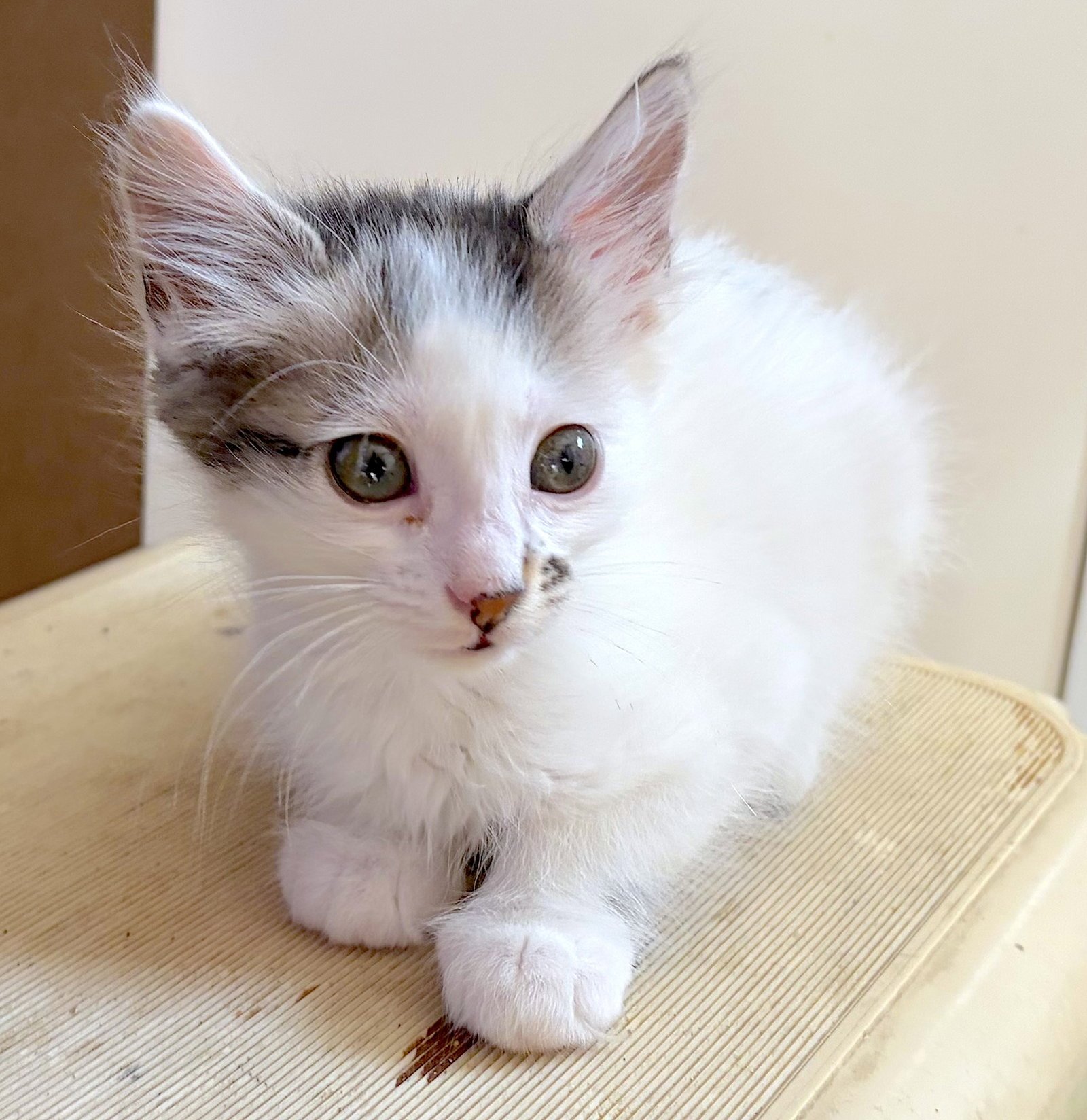 HOLLY - Bonded with Hawthorne - Photo 2